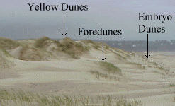 Yellow Dunes